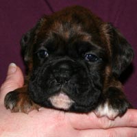 Boxer puppies - Bitch One, 25 days old.