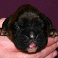 Boxer puppies - Bitch One, nine days old.