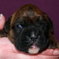 Boxer puppies - Bitch Two, fourteen days old.