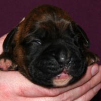Boxer puppies - Bitch Two, nine days old.
