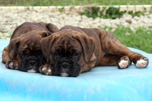 Boxer puppies - 7 weeks.