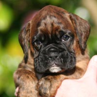 Boxer puppies - Dog, 5 weeks old.