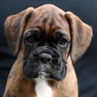 Boxer puppies - Dog, 9 weeks old.