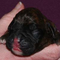 Boxer puppies - Dog, one day old.