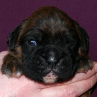 Boxer puppies - Dog, fourteen days old.