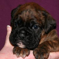 Boxer puppies - Dog, 25 days old.