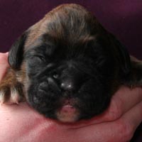 Boxer puppies - Dog, nine days old.