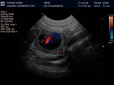 Colour Ultrasound Boxer Heart