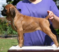 Boxer puppies - Ronin Tart N Tites (Danni), 7 weeks.