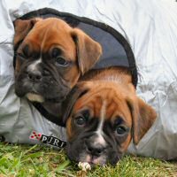 Boxer puppies - Ronin Duel of Denial and Ronin Tart N Tites (Danni) in the puppy tunnel.