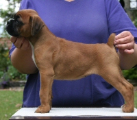 Boxer puppies - Ronin Duel of Denial, 7 weeks.
