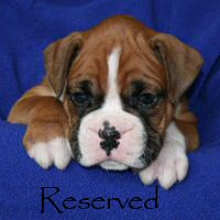 Boxer puppies - Ronin Enzo Ferrari (Enzo), 5 weeks and 2 days.