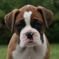 Boxer puppies - Donut, 6 weeks.