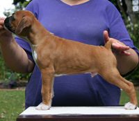 Boxer puppies - Tienlung's Proof of Concept (Canada), 7 weeks.