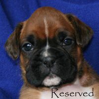 Boxer puppies - Ronin Duel of Denial, 4 weeks and 3 days.