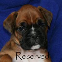 Boxer puppies - Ronin Duel of Denial, 5 weeks and 2 days.