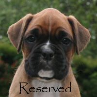 Boxer puppies - Ronin Duel of Denial, 6 weeks.