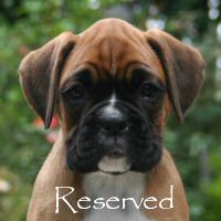 Boxer puppies - Ronin Duel of Denial, 7 weeks.