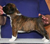 Boxer puppies - NZ & Aust Ch Ronin Sip of Scotch CGCB, 4 weeks.