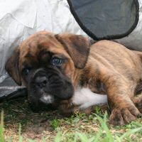 Boxer puppies - Ronin Ewok Adventure, 5 weeks.