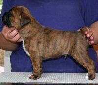 Boxer puppies - Ronin Ewok Adventure, 4 weeks.
