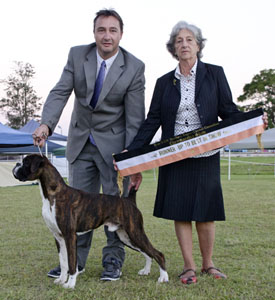 Aust Ch Ronin Devil is in the Details (Imp NZ)