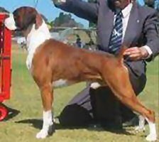 NZ Gr Ch and Aust Gr Ch Valeska Lock Up Ya Daughters