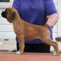 Camino De Avoletta From Ronin at 8 weeks.