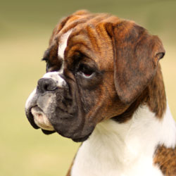 Lainee head 5 months