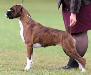 New Champion - NZ & Aust Ch Ronin Sip of Scotch CGCB at 16 months old.