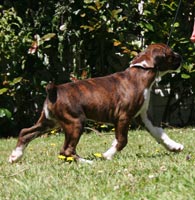 Lola gaiting at 8 weeks.