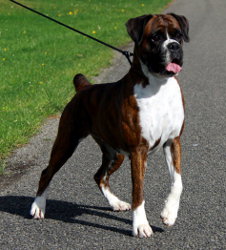 NZ & Aust Ch Ronin Sip of Scotch CGCB at 21 months old.