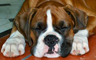 Aust Ch Ronin Memphis Meltdown (Imp NZ) Nap