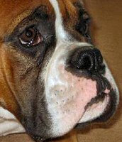 Aust Ch Ronin Memphis Meltdown (Imp NZ) Head