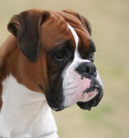 Aust Ch Ronin Memphis Meltdown (Imp NZ) at 10 months.