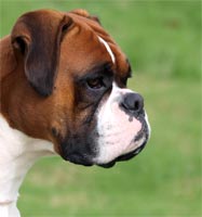 Aust Ch Ronin Memphis Meltdown (Imp NZ) at 18 months.