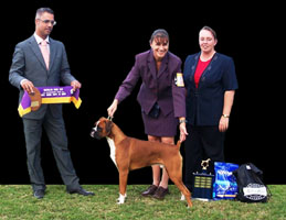 Aust Ch Ronin Memphis Meltdown (Imp NZ) at 7 months.