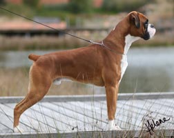 Aust Ch Ronin Memphis Meltdown (Imp NZ) at 10 months.