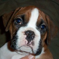 Memphis at six weeks old.