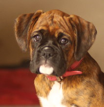 Ronin Plainly Tipsy (Imp NZ to USA) at 10 weeks.