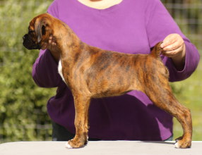 Ronin Plainly Tipsy (Imp NZ to USA) at 10 weeks.