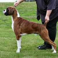 Ronin Memphis Mafia by MBISS Ch Eischied Natural Justice