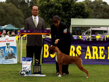 Aust Ch Ronin Wrapped Round Ya Finger (AI) winning Minor Puppy in Show