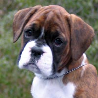 Sophie's head at 9 weeks.