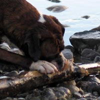 Korrandulla Spoton Cheers at Ronin