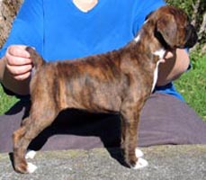 Sooty Stacked at 7 weeks.