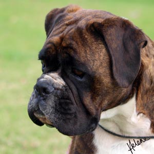 Ronin Tallulah Sue (Imp NZ) - 3 years old.