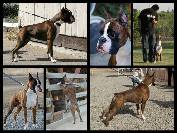 Lock N Load Armor BH ZTP (USA)