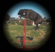 India Agility Training