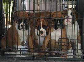 Crate Training a Boxer Puppy